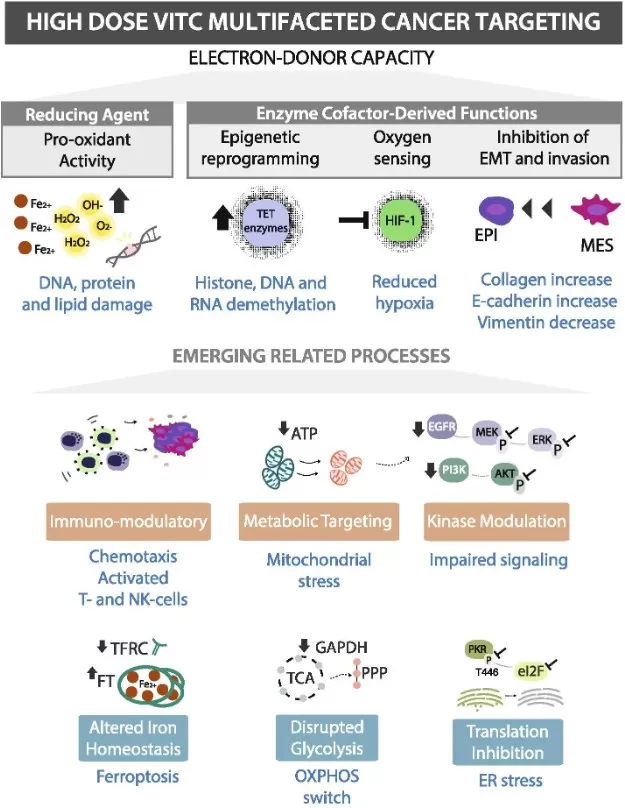 Diagram showing how high-dose vitamin C exerts anti-cancer effects through pro-oxidant activity, epigenetic reprogramming, inhibition of hypoxia signaling, and immune modulation.